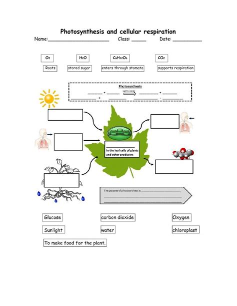 Photosynthesis Diagrams Worksheet Answers - Educational.my.id ...