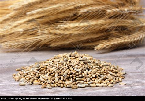 Rye-fed with seed - Stock Photo - #14479639 | PantherMedia Stock Agency