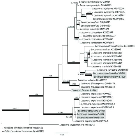 Nrits Bayesian Phylogenetic Tree Of The Lecanora Symmicta Group