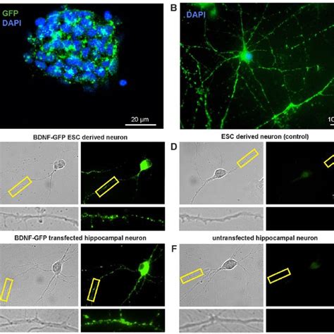 Similar Properties Of Bdnfgfp Vesicle Fusion Pore Opening In Neurons