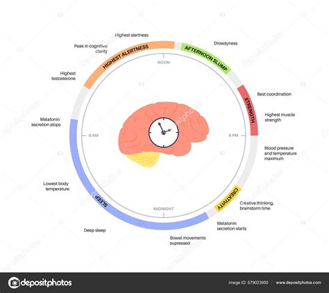 Circadian Rhythm Infographic Poster Melatonin Serotonin Produced Human Brain Colorful Imagem