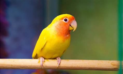 Love Bird Colors: Rarest to Most Common - A-Z Animals