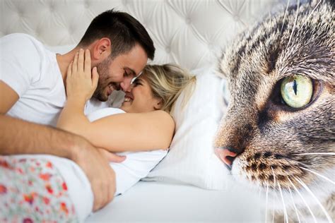 Warum Guckt Mir Meine Katze Beim Sex Zu