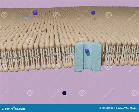 Molecule Passing Through A Protein Channel At A Lipid Bilayer Cell