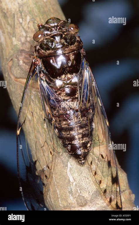 Cicada on tropical rainforest tree in Central Kalimantan Indonesia ...