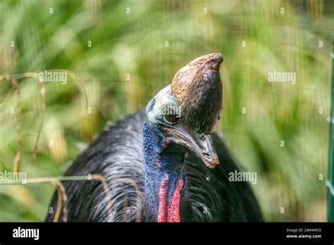 Southern Cassowary Portrait Casuarius Casuarius Also Known As Double Wattled Cassowary Stock