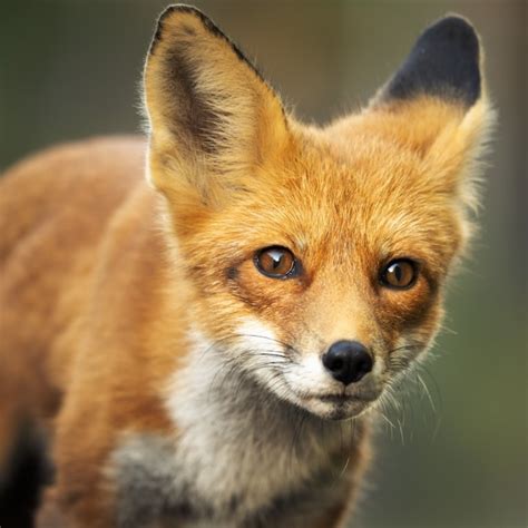 throw   fox baby shower  ultimate guide