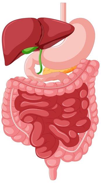 Premium Vector Gastrointestinal Tract Anatomy For Education