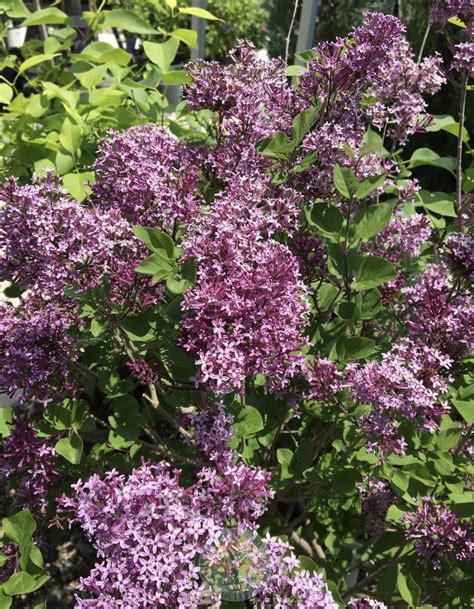 Photo Of The Bloom Of Reblooming Lilac Syringa Bloomerang Dwarf