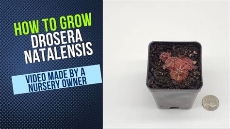 How To Grow And Propagate Drosera Natalensis Carnivorous Plant Grow