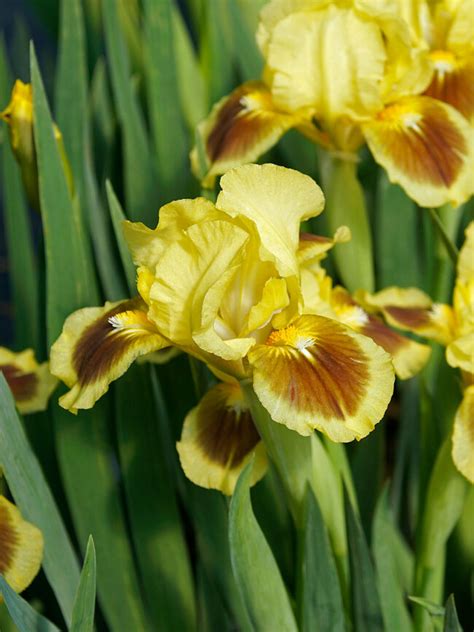 Iris Yellow Red Heart Bluestone Perennials