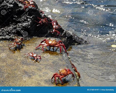 Red Crabs On Rocks In Coastal Waters Of The Ocean Stock Image Image