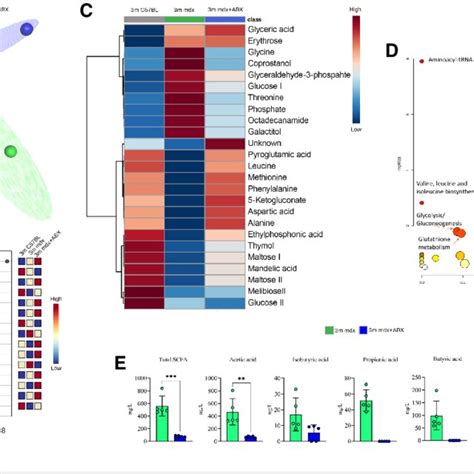 Characterization Of Gut Tissue Metabolome In 3m Mdx Mice And Following Download Scientific