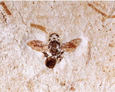 The Oldest Roots Of Bees Are In The Southern Part Of The Planet But