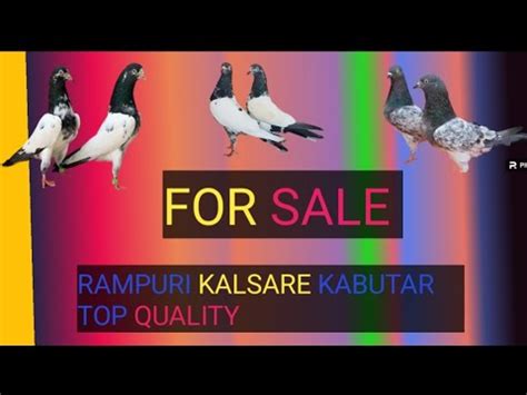 RAMPURI KALSARE KABUTAR FOR SALE TOP QUALITY YouTube