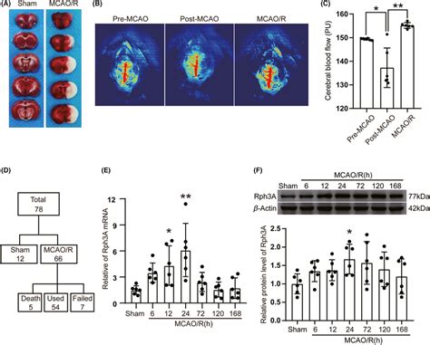 Mcao R Upregulated The Levels Of Rph A In Rat Penumbra Neurons And