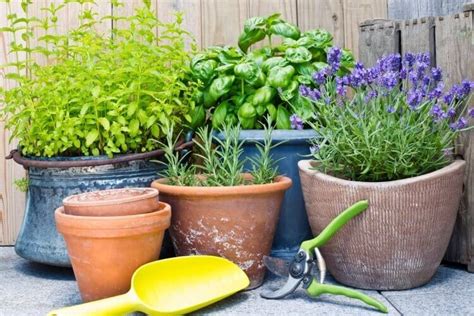 Plantes R Pulsives Contre Les Insectes Planter Au Printemps