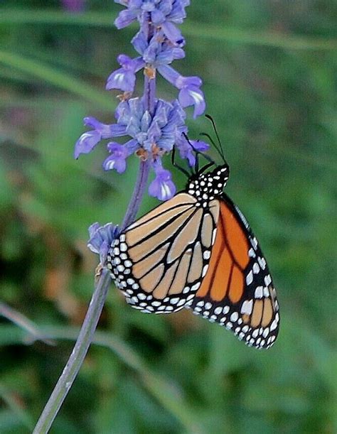 learning macro photography | Macro photography, Plants, Garden