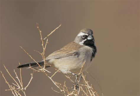 BlackthroatedSparrowp