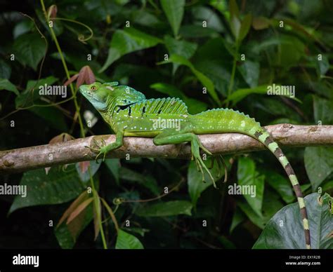 Green Basilisk Lizard Basiliscus Plumifrons In Costa Rica Stock Photo