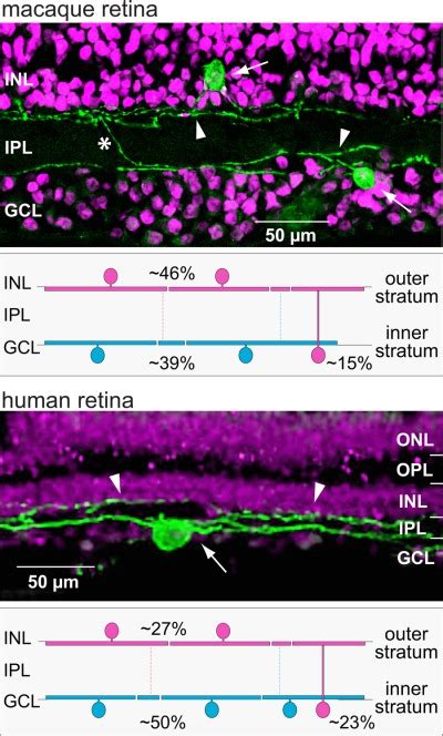 Melanopsin‐expressing Ganglion Cells On Macaque And Human Retinas Form