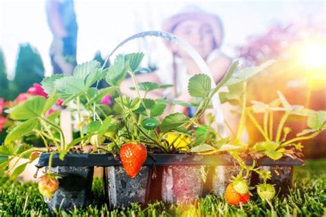 Dévoilez le secret ultime pour une plantation de fraisiers réussie en