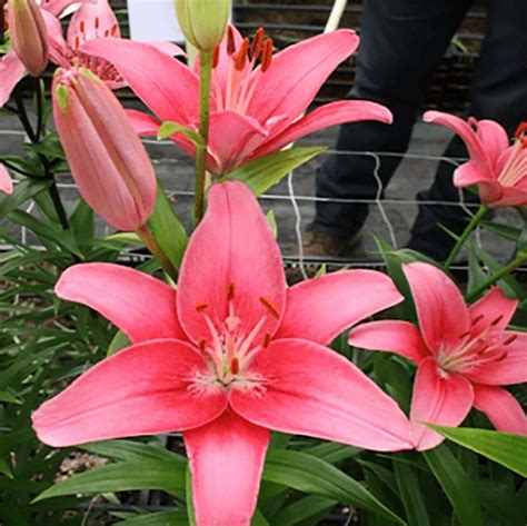 Lilium Sylt 16 Liliom Királykert