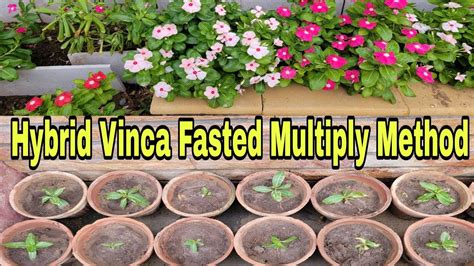 Best Way To Grow Vinca From Seeds Propagation Of Vinca Care Of