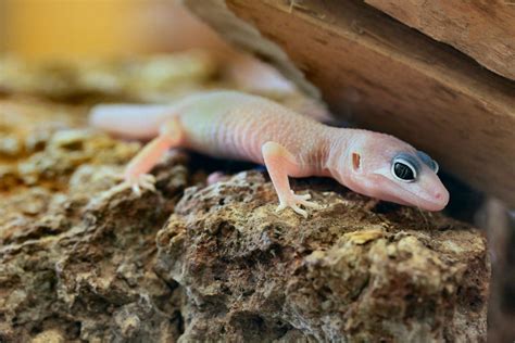 Young Blizzard Leopard Gecko By Caloxort On Deviantart