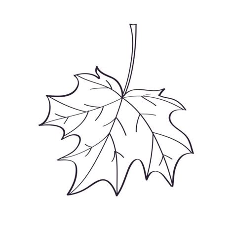 4,300+ Maple Leaf Sketch Stock Photos, Pictures & Royalty-Free Images ...