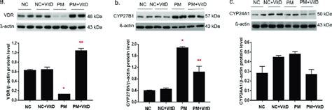 Effects Of Pm With Or Without Vitamin D On The Protein Expression Of Download Scientific