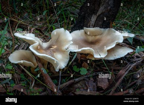 The Ghost Mushroom Omphalotus Nidiformis Is A Bioluminescent Fungus