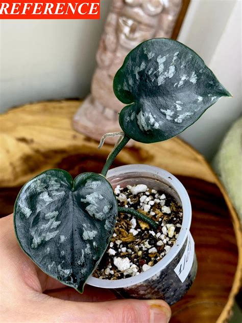 Scindapsus Sp. Black Mamba - Etsy