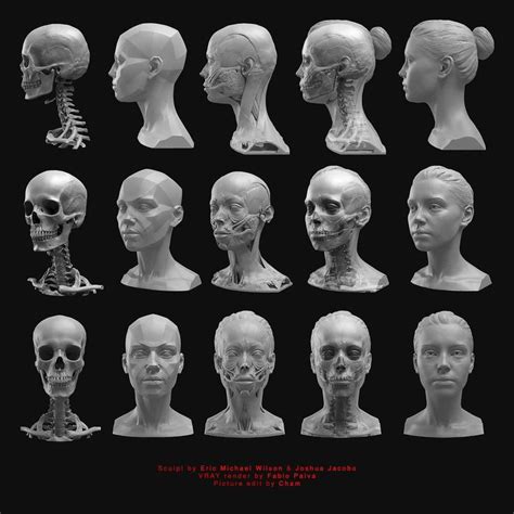 pinterest anatomy reference human anatomy drawing anatomy art