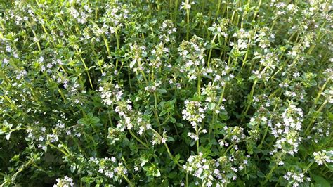 Thymian, Thymus - Gartenzeitung.com