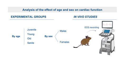 Biology Free Full Text Age And Sex Determine Electrocardiogram