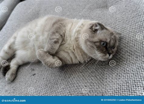 Photo White Cat with Blue Eyes Breed Scottish - Fold Stock Photo ...