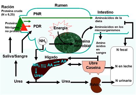 Esquema del metabolismo del nitrógeno en un rumiante PNR proteína no