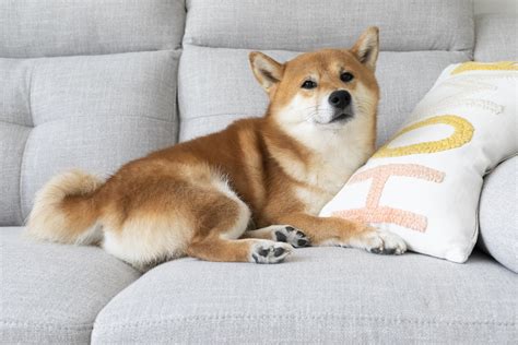 Shiba Inu: carácter, origen y todo lo que tienes que saber de esta raza de perro