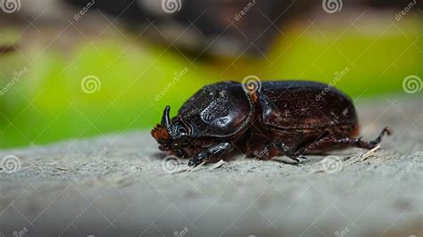 Beetle or horn beetle stock photo. Image of flower, weevil - 279316792