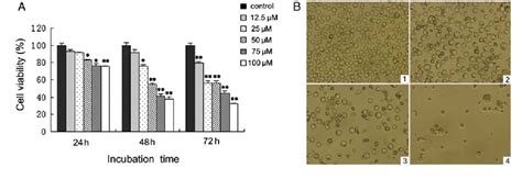 Figure 1 From Quercetin Induces Apoptosis By Activating Caspase 3 And