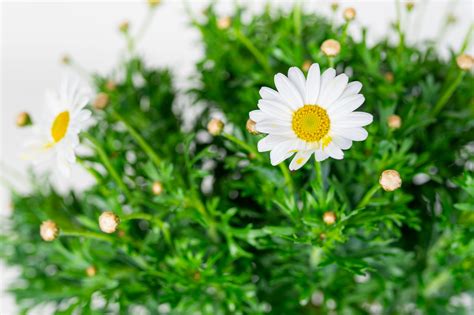 Margaretka Argyranthemum Na Pniu Idealny Dodatek Do Ogrodu I Tarasu