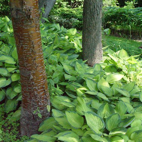 Hosta Gold Standard Slovensketrvalky Sk