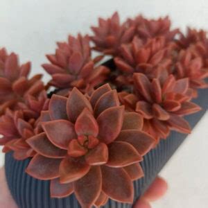 Graptosedum Bronze Cuidados Y Reproducci N Th Suculentas