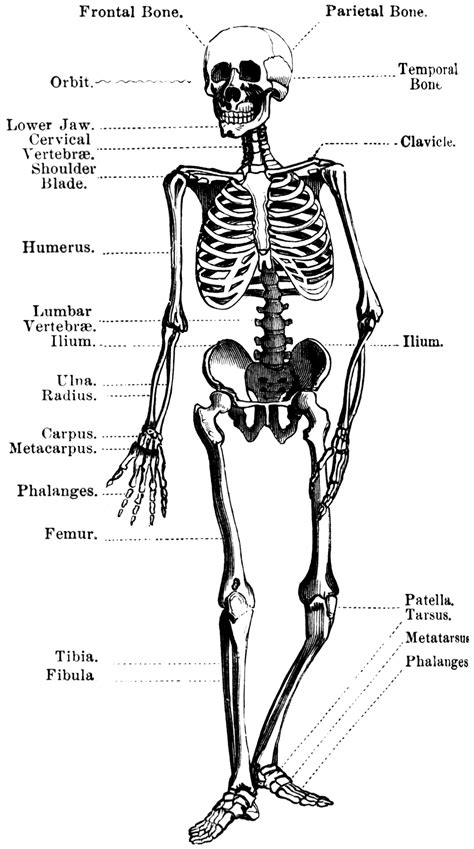 Human Skeleton Labeled Printable