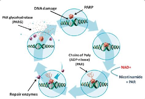 Parp 1 Mediates The Repair Of Ssbs Via The Activation And Recruitment