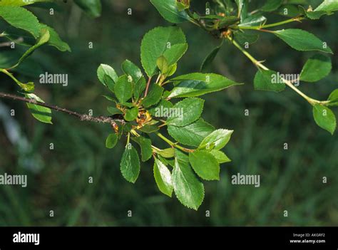 Cherry Tree Sour Prunus Cerasus Leaf Upper Lower Stock Photo Alamy