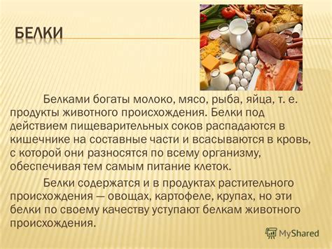 Белки в жизни человека: Важность белка в организме человека