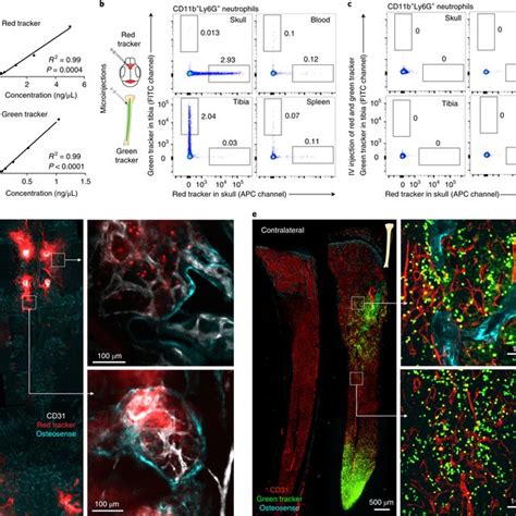 Direct vascular channels connect skull bone marrow and the brain ... 
