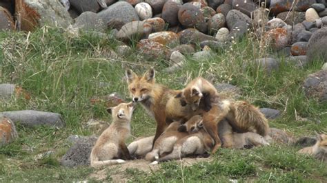 Resourceful Red Fox Cares for Her 13 Babies Alone After Car Accident ...